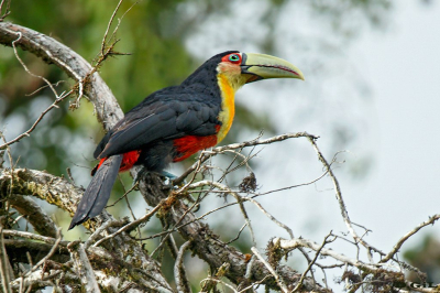 TUCANO DE BICO VERDE (Ramphastos dicolorus)